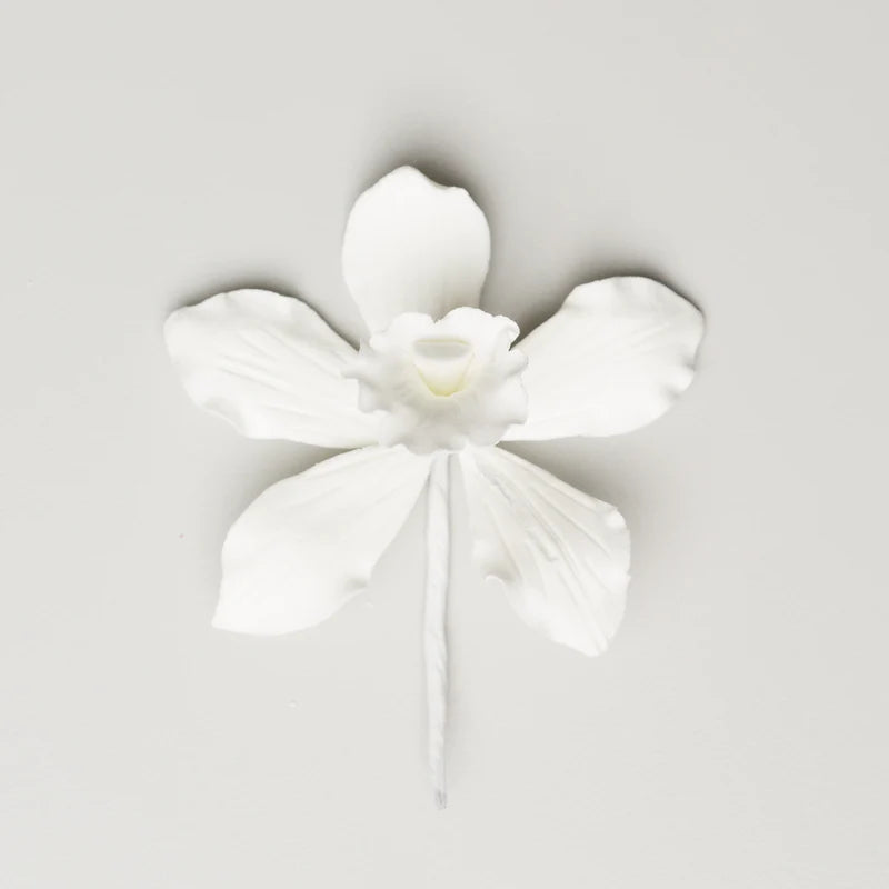 2.25" Australian Cymbidium Orchid - Small - White*