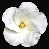 Gum Paste Flowers Medium Hibiscus White*