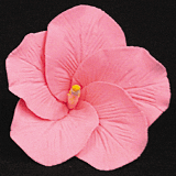 Gum Paste Flowers Med Hibiscus Pink*