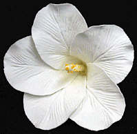 Gum Paste Flowers Large Hibiscus White*