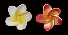 Gum Paste Flowers Plumeria White and pink*