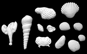 White Seashells Fondant Asst. Sizes
