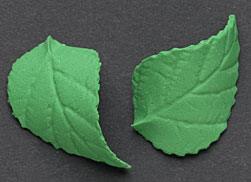 Gum Paste Rose Leaves-Green-1 3/4"